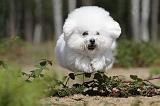 BICHON FRISE 351